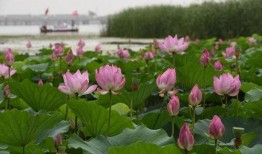 莲花在线最新爆料,最新爆料背后的惊人真相